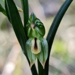 Bunochilus montanus (Montane Leafy Greenhood) at Mount Jerrabomberra - 8 Aug 2021 by RobG1