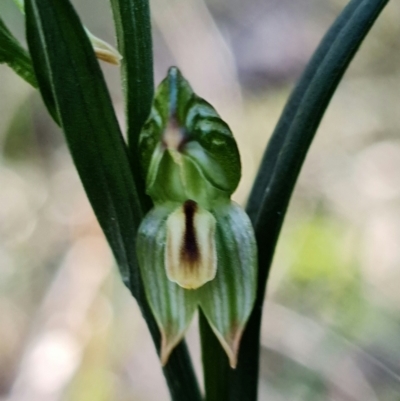 Bunochilus montanus (Montane Leafy Greenhood) at Mount Jerrabomberra - 8 Aug 2021 by RobG1