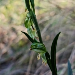 Bunochilus montanus (ACT) = Pterostylis jonesii (NSW) at Jerrabomberra, NSW - 8 Aug 2021