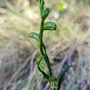 Bunochilus montanus (ACT) = Pterostylis jonesii (NSW) at Jerrabomberra, NSW - 8 Aug 2021