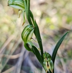 Bunochilus montanus at Jerrabomberra, NSW - 8 Aug 2021