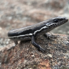 Morethia boulengeri (Boulenger's Skink) at Albury - 8 Aug 2021 by DamianMichael