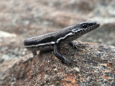 Morethia boulengeri (Boulenger's Skink) at Hamilton Valley, NSW - 8 Aug 2021 by DamianMichael