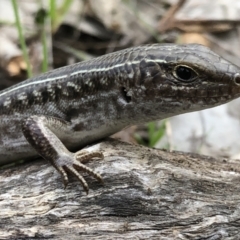 Ctenotus robustus (Robust Striped-skink) at Albury - 8 Aug 2021 by DamianMichael