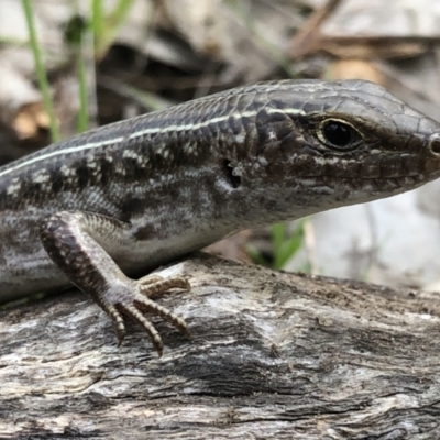 Ctenotus robustus (Robust Striped-skink) at Eastern Hill Reserve - 8 Aug 2021 by DamianMichael
