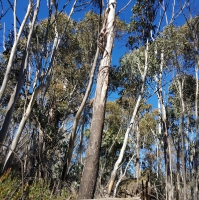 Eucalyptus sp. (A Gum Tree) at Namadgi National Park - 7 Aug 2021 by danswell