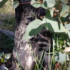 Eucalyptus dives (Broad-leaved Peppermint) at Namadgi National Park - 7 Aug 2021 by danswell