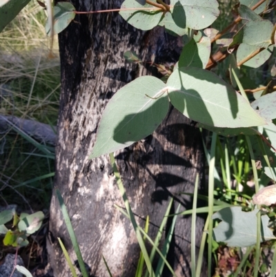 Eucalyptus dives (Broad-leaved Peppermint) at Tennent, ACT - 7 Aug 2021 by danswell