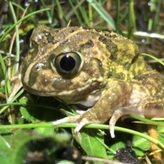 Neobatrachus sudellae (Sudell's Frog or Common Spadefoot) at Table Top, NSW - 8 Aug 2021 by DamianMichael