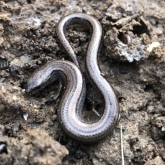 Hemiergis talbingoensis (Three-toed Skink) at East Albury, NSW - 8 Aug 2021 by DamianMichael