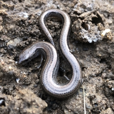 Hemiergis talbingoensis (Three-toed Skink) at Albury - 8 Aug 2021 by DamianMichael