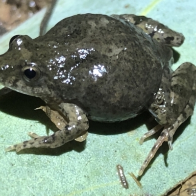 Crinia signifera (Common Eastern Froglet) at Albury - 8 Aug 2021 by DamianMichael