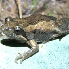 Crinia parinsignifera (Plains Froglet) at Albury - 8 Aug 2021 by DamianMichael