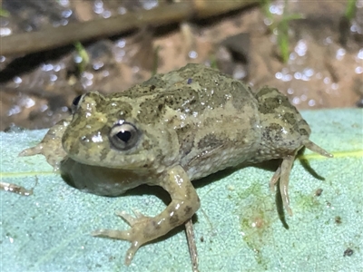 Crinia sloanei (Sloane's Froglet) at Table Top, NSW - 8 Aug 2021 by DamianMichael