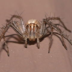 Oxyopes (genus) (Lynx spider) at Evatt, ACT - 8 Aug 2021 by TimL