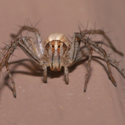 Oxyopes (genus) (Lynx spider) at Evatt, ACT - 8 Aug 2021 by TimL