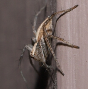 Oxyopes sp. (genus) at Evatt, ACT - 8 Aug 2021 01:20 PM