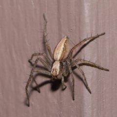 Oxyopes sp. (genus) at Evatt, ACT - 8 Aug 2021 01:20 PM