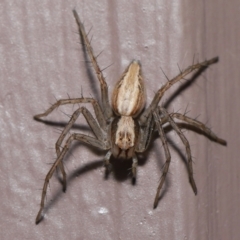 Oxyopes sp. (genus) at Evatt, ACT - 8 Aug 2021 01:20 PM