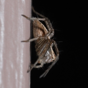 Oxyopes (genus) at Evatt, ACT - 8 Aug 2021 01:20 PM