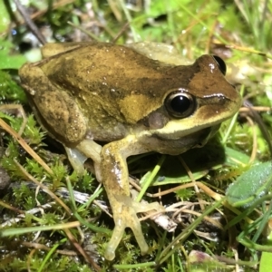 Litoria paraewingi at Table Top, NSW - 8 Aug 2021 07:43 PM