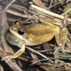 Litoria paraewingi at Table Top, NSW - 8 Aug 2021