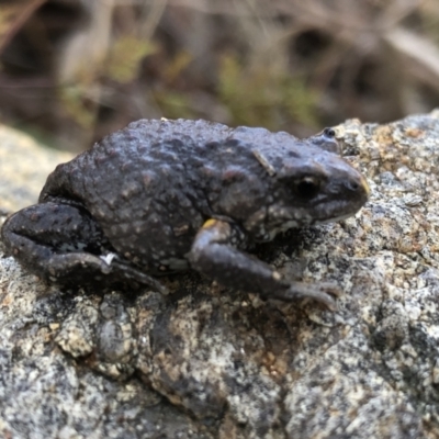 Pseudophryne bibronii (Bibron's Toadlet) at Albury - 8 Aug 2021 by DamianMichael