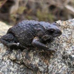 Pseudophryne bibronii (Brown Toadlet) at Nail Can Hill - 8 Aug 2021 by DamianMichael