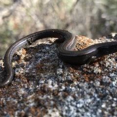 Hemiergis talbingoensis (Eastern Three-toed Earless Skink) at Glenroy, NSW - 8 Aug 2021 by DamianMichael