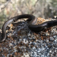 Hemiergis talbingoensis (Three-toed Skink) at Glenroy, NSW - 8 Aug 2021 by DamianMichael