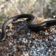 Hemiergis talbingoensis (Three-toed Skink) at Nail Can Hill - 8 Aug 2021 by DamianMichael
