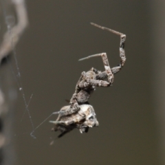 Philoponella congregabilis at Downer, ACT - 30 Jul 2021 11:27 AM