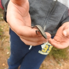 Morethia boulengeri (Boulenger's Skink) at Carwoola, NSW - 8 Aug 2021 by Liam.m