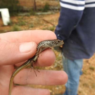 Ctenotus robustus (Robust Striped-skink) at Carwoola, NSW - 8 Aug 2021 by Liam.m