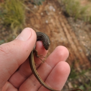 Ctenotus robustus at Carwoola, NSW - 8 Aug 2021