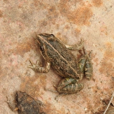 Limnodynastes tasmaniensis (Spotted Grass Frog) at Carwoola, NSW - 8 Aug 2021 by Liam.m