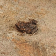 Uperoleia laevigata (Smooth Toadlet) at Carwoola, NSW - 8 Aug 2021 by Liam.m