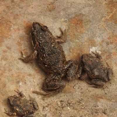 Limnodynastes tasmaniensis (Spotted Grass Frog) at Carwoola, NSW - 8 Aug 2021 by Liam.m