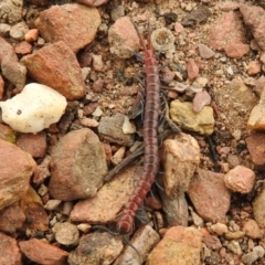 Scolopendra sp. (genus) (Centipede) at QPRC LGA - 8 Aug 2021 by Liam.m
