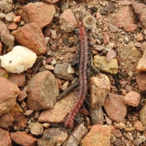 Scolopendra sp. (genus) at Carwoola, NSW - 8 Aug 2021