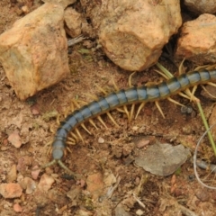Ethmostigmus rubripes (Giant centipede) at Carwoola, NSW - 8 Aug 2021 by Liam.m