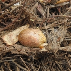 Paropsis atomaria (Eucalyptus leaf beetle) at QPRC LGA - 7 Aug 2021 by Liam.m