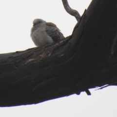 Geopelia cuneata (Diamond Dove) at Booth, ACT - 1 Aug 2021 by Liam.m