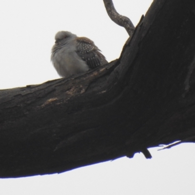 Geopelia cuneata (Diamond Dove) at Namadgi National Park - 31 Jul 2021 by Liam.m