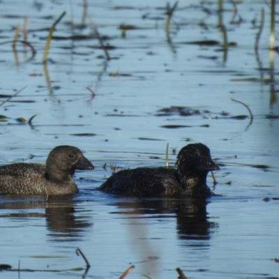 Biziura lobata (Musk Duck) at Wollogorang, NSW - 24 Apr 2021 by Liam.m