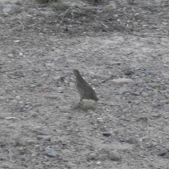 Synoicus ypsilophorus (Brown Quail) at Gilmore, ACT - 19 Apr 2021 by Liam.m