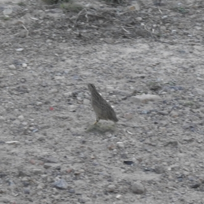 Synoicus ypsilophorus (Brown Quail) at Gilmore, ACT - 19 Apr 2021 by Liam.m