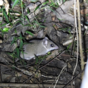 Sminthopsis murina at Ridgewood, QLD - 6 Jul 2021