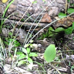 Sminthopsis murina at Ridgewood, QLD - suppressed