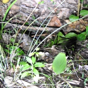 Sminthopsis murina at Ridgewood, QLD - suppressed